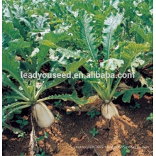 MR02 Gaoshuai high quality chinese radish seeds company